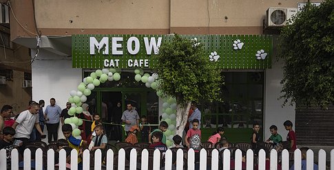 افتتاح أول مقهى للقطط في قطاع غزة