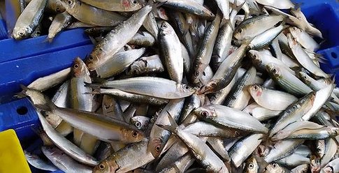الثروة السمكية بغزة تكشف كمية الأسماك المُصطادة عقب المنخفض الاخير