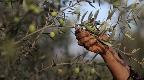 الإفتاء تحدد قيمة زكاة الزيتون هذا العام