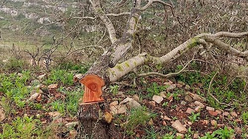 مستوطنون يقطعون 170 شجرة زيتون معمرة شرق سلفيت