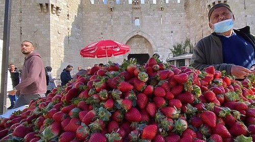 الاحتلال يضبط شحنة فراولة من قطاع غزة في القدس المحتلة