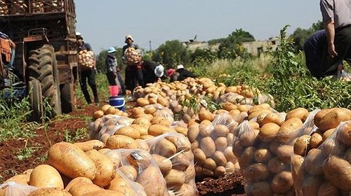 زراعة غزة: نجحنا في تصدير "البطاطا" لأسواق الخليج العربي